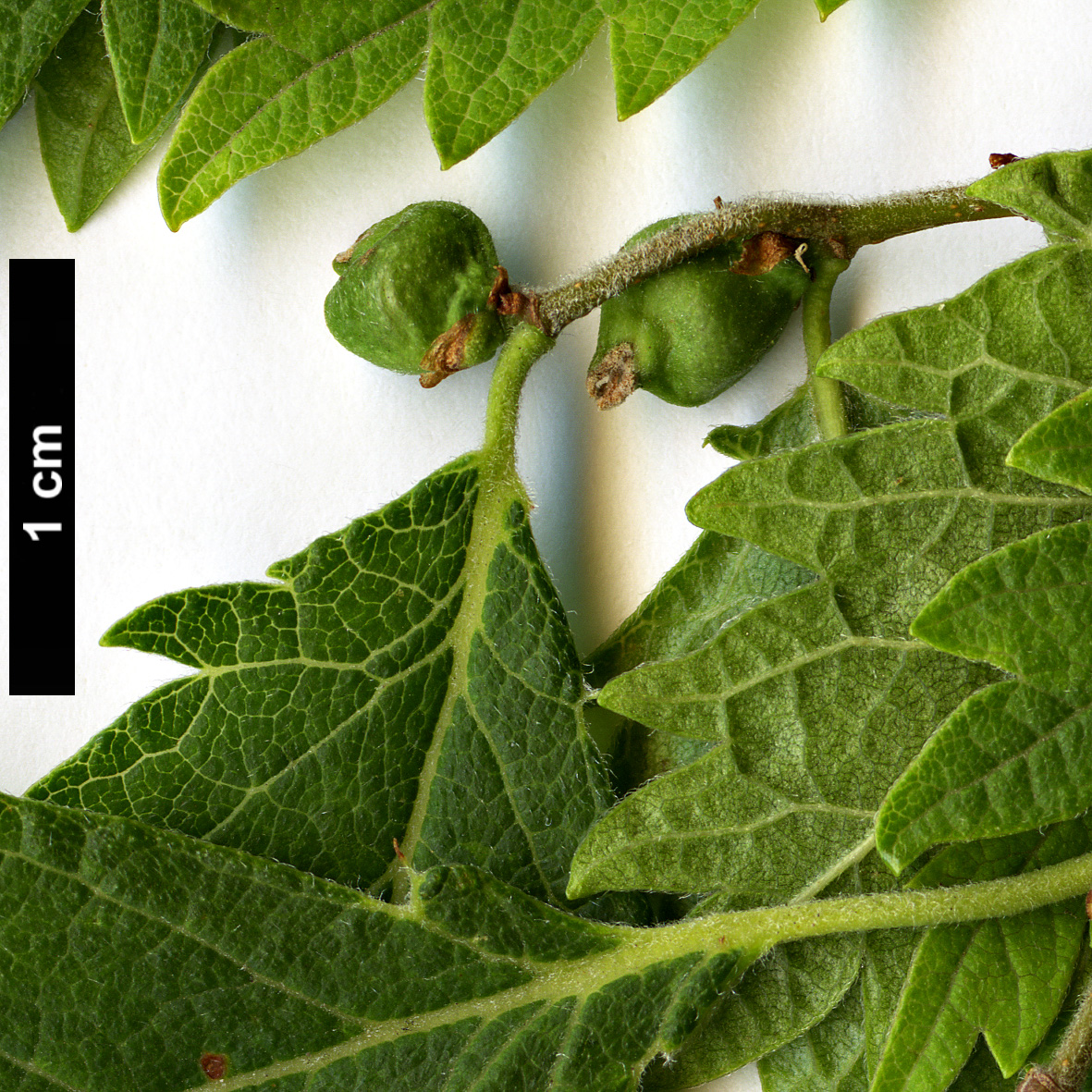 High resolution image: Family: Ulmaceae - Genus: Zelkova - Taxon: ×verschaffeltii (Z.carpinifolia × Z.serrata)